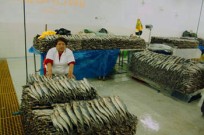 portada-jurelperu