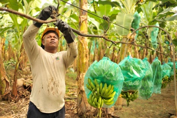 Las tierras robadas por los bananeros en Colombia
