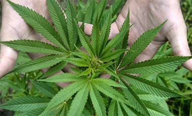 cannabis-2-2